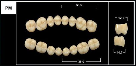 PM B2 LOWER POSTERIOR TRIBOS TEETH