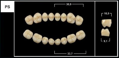 PS A1 UPPER POSTERIOR TRIBOS TEETH