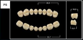 PS A3.5 LOWER POSTERIOR TRIBOS TEETH