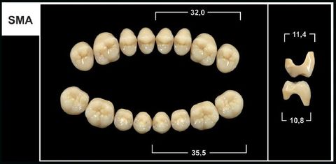 SMA A1 LOWER POSTERIOR TRIBOS TEETH