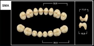 SMA A1 LOWER POSTERIOR TRIBOS TEETH