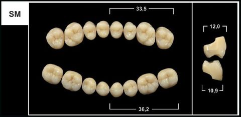 SM D2 LOWER POSTERIOR TRIBOS TEETH