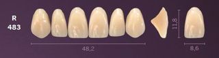 R483-A3 MONDIAL TEETH UPPER ANTERIOR