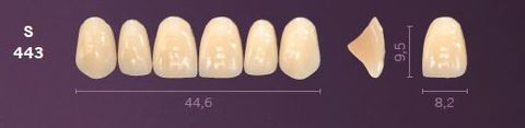 S443-A3 MONDIAL TEETH UPPER ANTERIOR