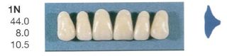 1N-A1U ANTERIOR SENATOR TEETH