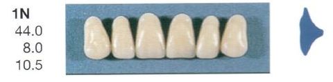 1N-B4U ANTERIOR SENATOR TEETH