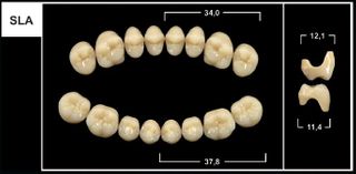 SLA C2 UPPER POSTERIOR TRIBOS TEETH