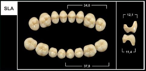 SLA D3 UPPER POSTERIOR TRIBOS TEETH