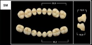 SM A3.5 LOWER POSTERIOR TRIBOS TEETH