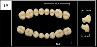 SM A4 UPPER POSTERIOR TRIBOS TEETH