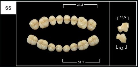 SS B4 LOWER POSTERIOR TRIBOS TEETH