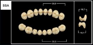 SSA A1 UPPER POSTERIOR TRIBOS TEETH