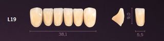 L19-A3 PREMIUM TEETH LOWER ANTERIOR