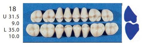 18-C2U POSTERIOR SENATOR UPPER TEETH