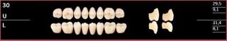 30U-D3 DELARA TEETH UPPER POSTERIOR