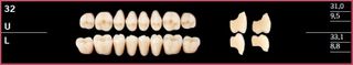 32L-A3.5 DELARA TEETH LOWER POSTERIOR