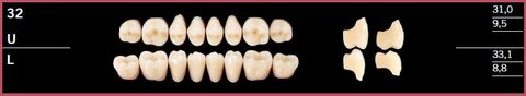 32L-A3.5 DELARA TEETH LOWER POSTERIOR