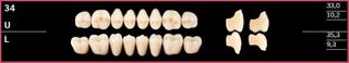 34L-A3.5 DELARA TEETH LOWER POSTERIOR