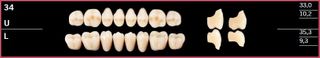 34L-A3.5 DELARA TEETH LOWER POSTERIOR