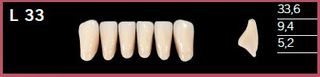 L33-A4 DELARA TEETH LOWER ANTERIOR