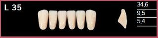 L35-A1 DELARA TEETH LOWER ANTERIOR