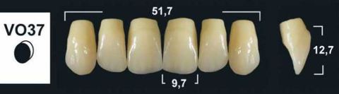 VO37 B4 UPPER ANTERIOR TRIBOS TEETH