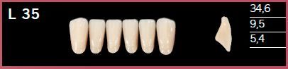 L35-B3 DELARA TEETH LOWER ANTERIOR