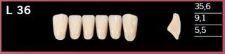 L36-A3 DELARA TEETH LOWER ANTERIOR