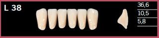 L38-A1 DELARA TEETH LOWER ANTERIOR