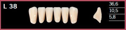 L38-A2 DELARA TEETH LOWER ANTERIOR