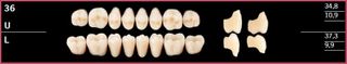 36L-A3.5 DELARA TEETH LOWER POSTERIOR