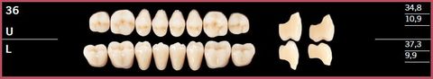 36L-A3.5 DELARA TEETH LOWER POSTERIOR