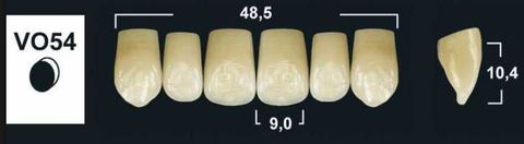 VO54 A2 UPPER ANTERIOR TRIBOS TEETH