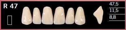 R47-A1 DELARA TEETH UPPER ANTERIOR