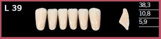 L39-A1 DELARA TEETH LOWER ANTERIOR