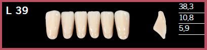 L39-A3.5 DELARA TEETH LOWER ANTERIOR