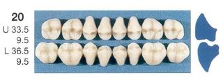 20-A35U POSTERIOR SENATOR UPPER TEETH