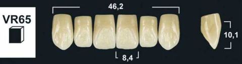 VR65 D2 UPPER ANTERIOR TRIBOS TEETH