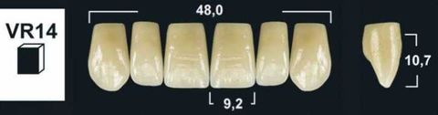 VR14 A1 UPPER ANTERIOR TRIBOS TEETH