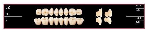 32U-BL2 DELARA TEETH UPPER POSTERIOR