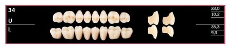 34L-BL2 DELARA TEETH LOWER POSTERIOR