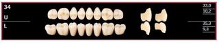 34U-BL2 DELARA TEETH UPPER POSTERIOR