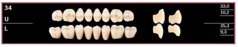 34U-BL2 DELARA TEETH UPPER POSTERIOR