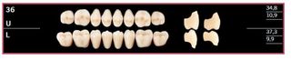 36U-BL2 DELARA TEETH UPPER POSTERIOR