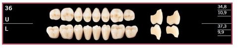 36U-BL2 DELARA TEETH UPPER POSTERIOR