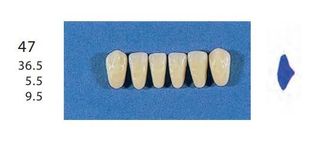 47-C2L ANTERIOR SENATOR TEETH