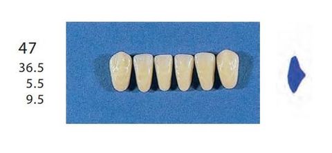 47-C2L ANTERIOR SENATOR TEETH