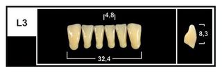 L3 BL3 LOWER ANTERIOR TRIBOS TEETH