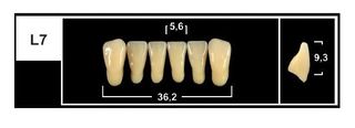 L7 BL3 LOWER ANTERIOR TRIBOS TEETH