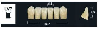 LV7 BL3 LOWER ANTERIOR TRIBOS TEETH